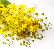 Camelina_600x600