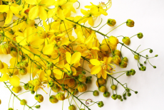 Camelina_600x600