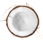 Coconut_600x600