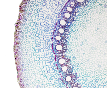 Cross-section of a cell