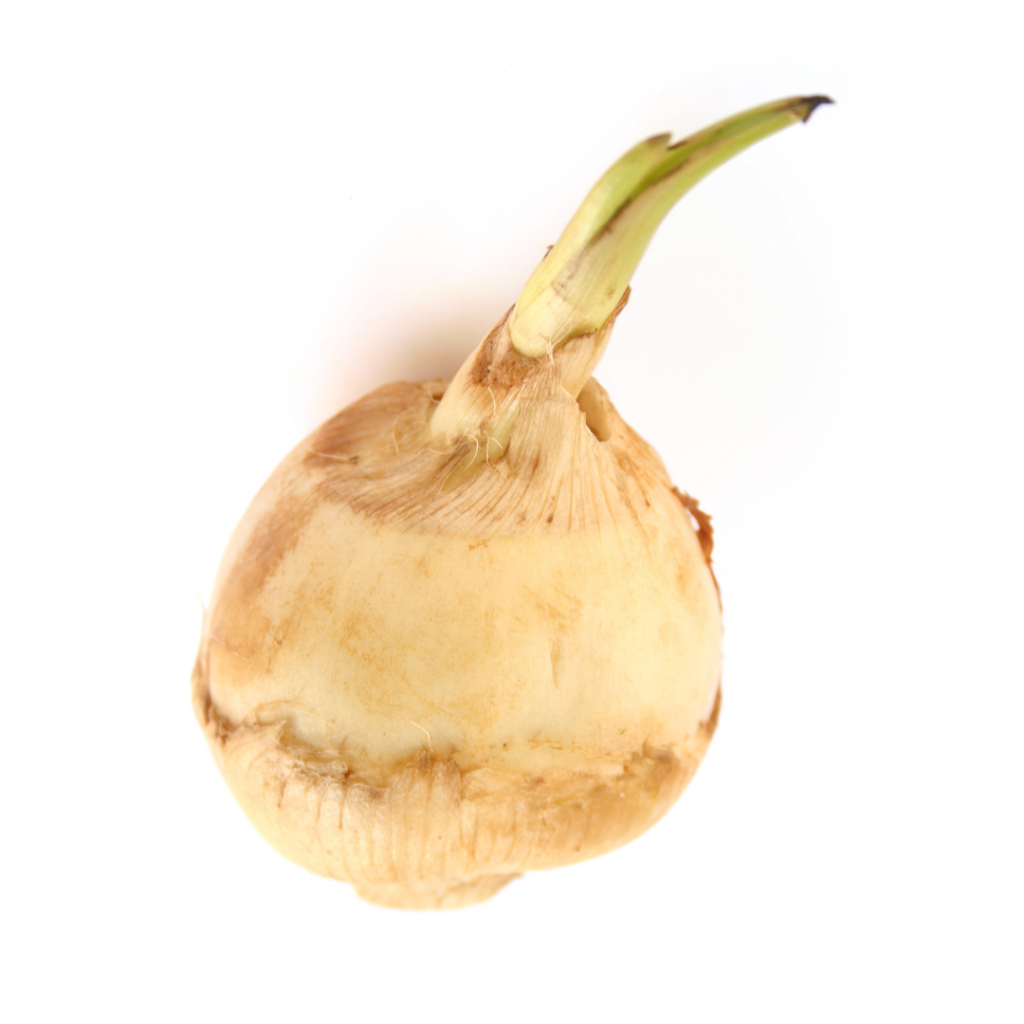 Arrowroot: Immune boost – BIOMILK Skincare